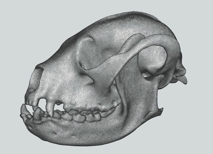 Finally: ALL Museum Specimens Being 3D Scanned For Public Use