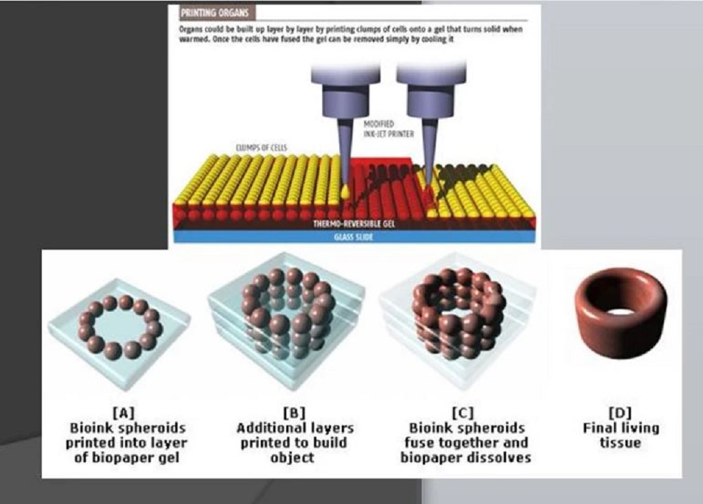 The Art Of Bioprinting