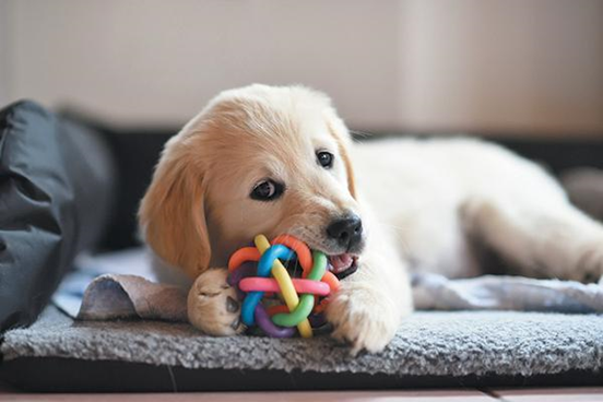 The Pet Industry And 3D Printing