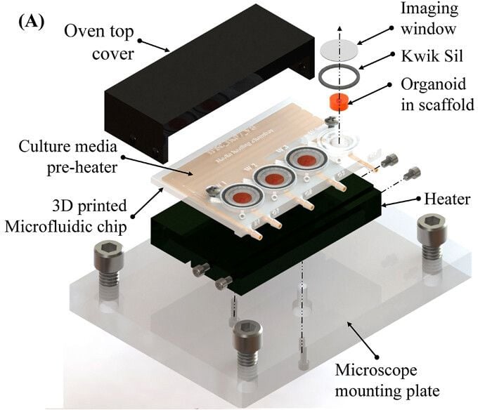 Growing Brains With 3D Printed Bioreactors