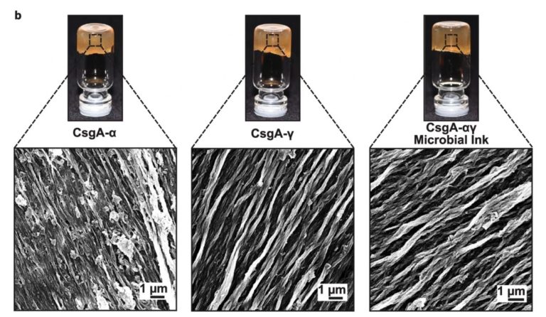 Programmable Microbes Produce 3D Print Material?