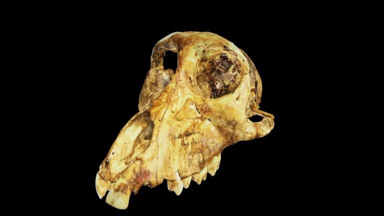 MorphoScope’s Extensive Digital Library of 3D Natural History Models
