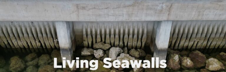 Living Seawalls: The 3D Printed Armor Saving Our Coastlines
