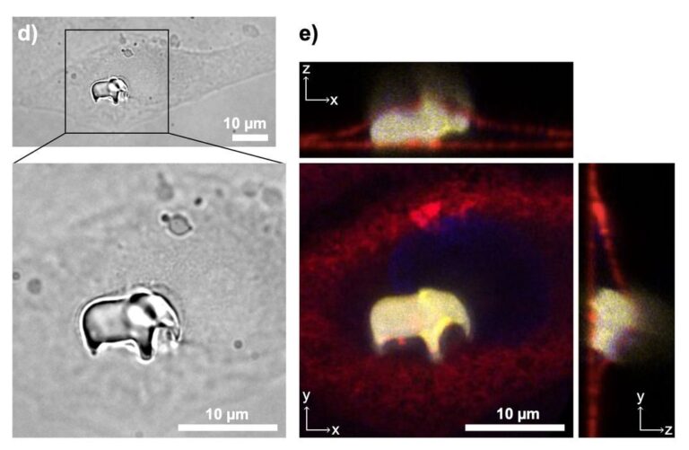 Researchers 3D Print Microstructures Inside Living Human Cells for the First Time