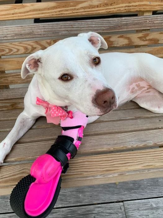 3D Printing Unleashed: Innovations for Pets and Vets