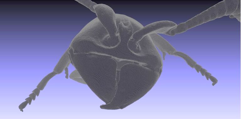 Antscan Contains Thousands of Downloadable 3D Models of Insects