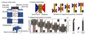 Muscle-Inspired Magnetic Actuators For 3D Printed Soft Robots