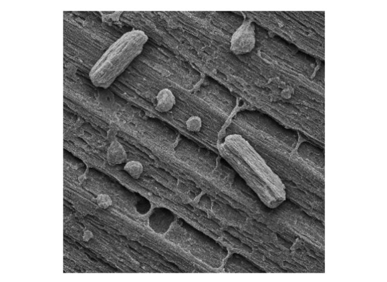 Study Probes PLA and Wood Dust FFF Composites