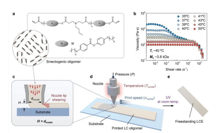 3D Printed Liquid Crystal Elastomers Learn to Expand and Contract