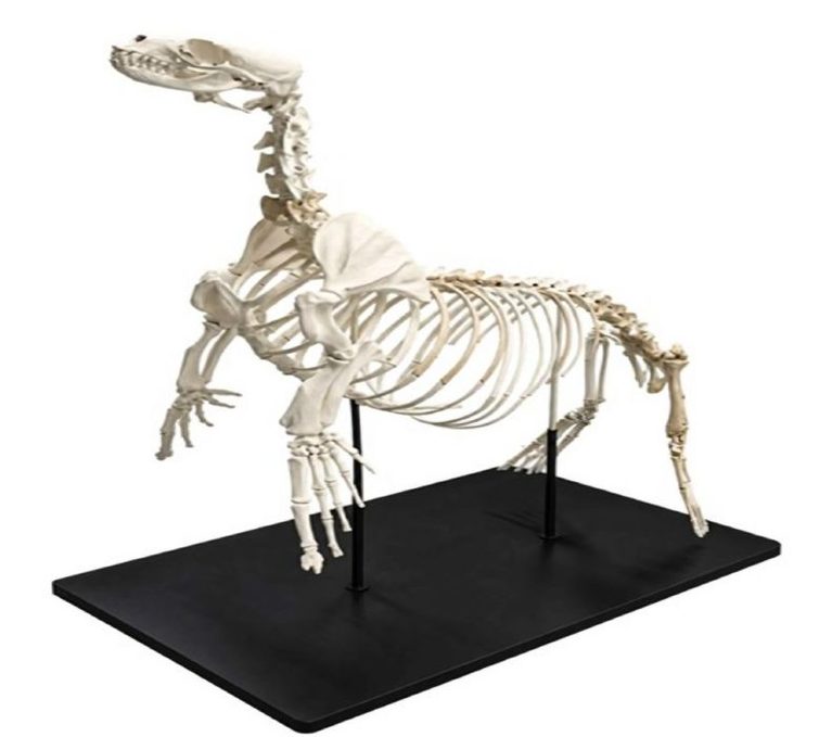 Design of the Week: Dokdo Sea Lion Skeleton